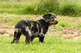 BEAUCERON - PUPPIES 250